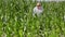 Farmer walks through corn field and talking on the phone