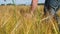 A farmer walks through a field of yellowing barley. the view from the back. the hand moves over the ears