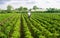 A farmer walks through a plantation field and spreads fertilizer. Agroindustry, cultivation of sweet peppers. Crop care. Hard work