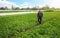 A farmer walks through a potato plantation field after removing spunbond agrofibre. Opening of young potatoes plants as it warms