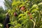 Farmer watching the peach harvest. Nectarine harvest