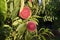 Farmer watching the peach harvest. Nectarine harvest