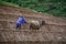 Farmer with water buffalo working on field