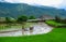 Farmer with water buffalo working on field