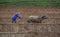 Farmer with water buffalo working on field