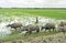 Farmer with water buffaloes on his way to croplands