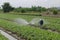 Farmer water plant