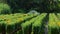 Farmer water the plants at daisy flower farm. SA D