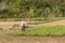 Farmer watering a farm field. Kampot, Cambodia