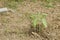 Farmer watering newly planted sunflower