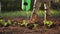 A farmer watering planted tomato seedlings