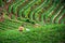 A farmer watering a Strawberry in Strawberry plantation