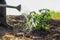 farmer watering vegetable