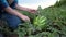 farmer in watermelon field. agricultural business concept. a young farmer walks through a field and looks at ripe