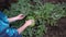 Farmer in watermelon field. Agricultural business concept. A young farmer walks through a field and looks at ripe