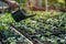 A farmer waters young seedlings in a greenhouse