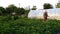 Farmer wearing protective clothes and mask sprays chemicals on potato sprouts