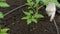 The farmer weeding the seedlings of tomato. Care of seedlings in the garden. Agriculture in the greenhouse.