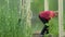 The farmer weeding the seedlings of tomato. Care of seedlings in the garden. Agriculture in the greenhouse.