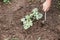 Farmer weeding young watermelon plant