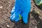 A farmer weeds a cabbage plant in a garden in summer. Green vegetables need weeding during growth