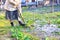 A farmer weeds a flower bed and removes weeds from the soil in the garden