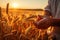 Farmer with wheat ears on the field at sunset. Harvesting concept, hand of worker man taking wheat spikes at sunset close up, AI