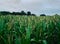 Farmer wheat field in belgium. agriculture is the way to feed the world and to avoid the famine. russia and ukraine war crisis