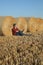 Farmer in wheat field after harvest with rolled straw in bale