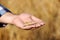 Farmer with wheat grains in field, closeup.