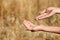 Farmer  wheat grains in field, closeup. Cereal farming