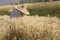 Farmer with wheat in hands. Field of wheat