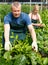 Farmer with wife cultivating Malabar spinach