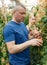 Farmer with wife pruning tomato plants