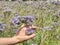 Farmer woman check phacelia tanacetifolia in blossom field