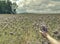 Farmer woman check phacelia tanacetifolia in blossom field