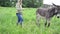 Farmer woman donkey feed