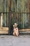 Farmer woman enjoys life outdoor. 30 years old woman sitting outdoor at barn door.