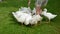 Farmer woman feeding white domestic gooses in farm