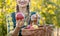 Farmer woman in fruit orchard holding apple in her hands offerin