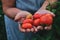 Farmer woman harvesting tomatoes