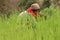 A farmer woman harvests green grass in a farm.