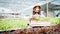 Farmer woman harvests a vegetable organic salad, lettuce from a hydroponic farm