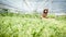 Farmer woman harvests a vegetable organic salad, lettuce from a hydroponic farm