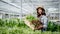 Farmer woman harvests a vegetable organic salad, lettuce from a hydroponic farm