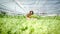 Farmer woman harvests a vegetable organic salad, lettuce from a hydroponic farm