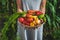 Farmer woman harvests vegetables in the garden. Selective focus