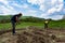 A farmer and a woman with hoes make rows in a field and prepare holes for planting potatoes on a sunny spring day