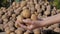 Farmer woman holds up a handful of potato tubers from the fresh harvest