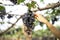 Farmer woman picking grape during wine harvest,